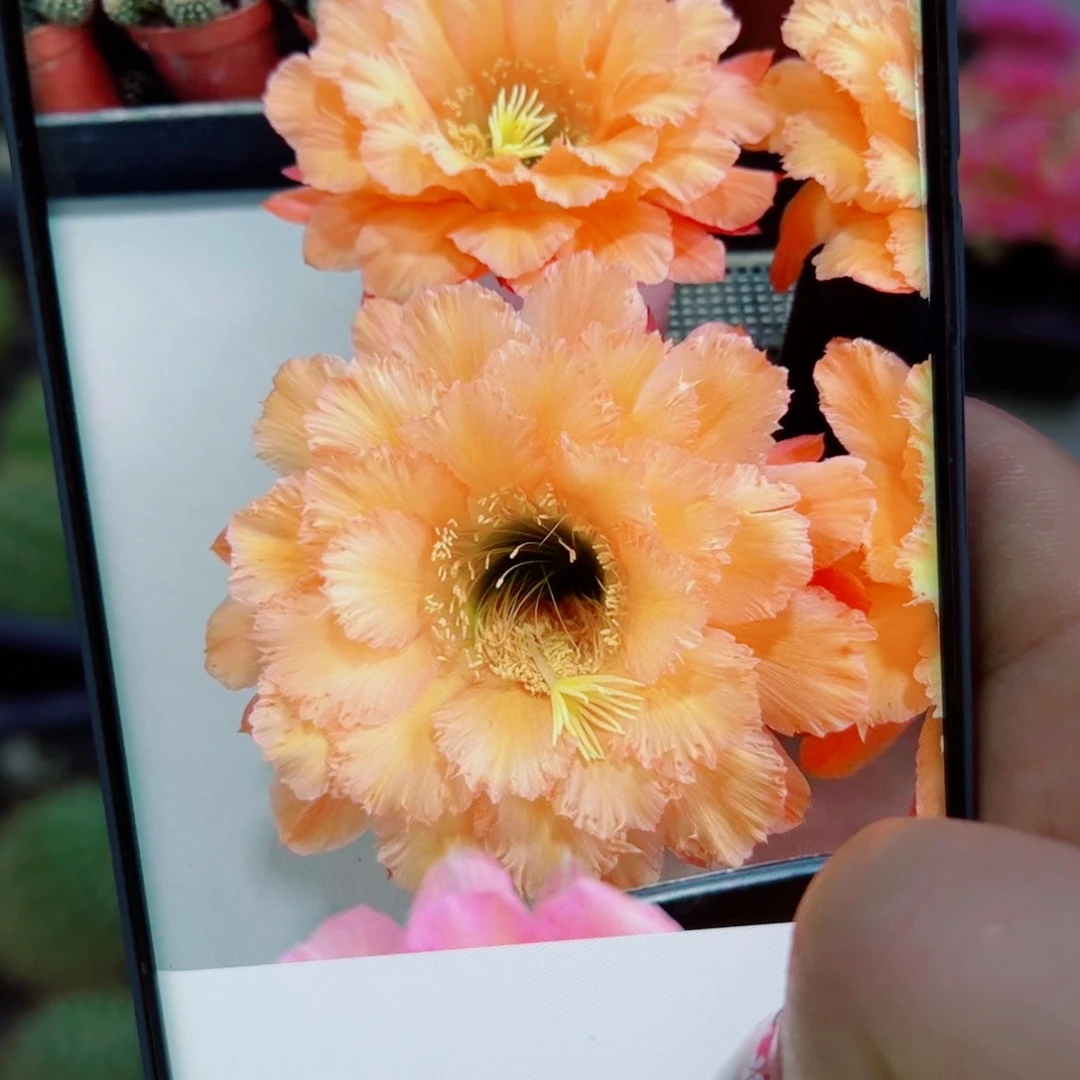 下33毛橙粉佳人歪无根侧芽4公分左右20包邮