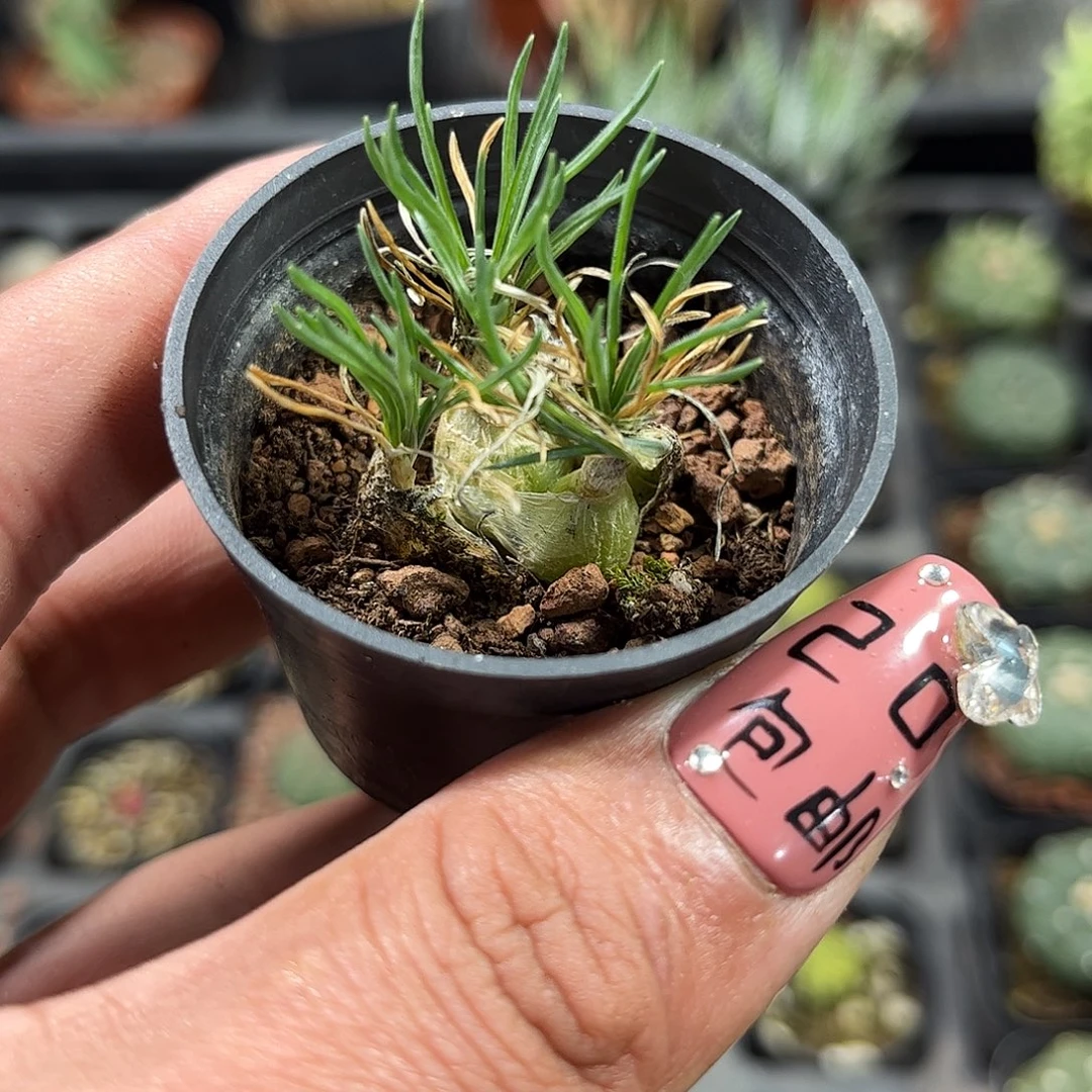 迷你海葱群生单头发货