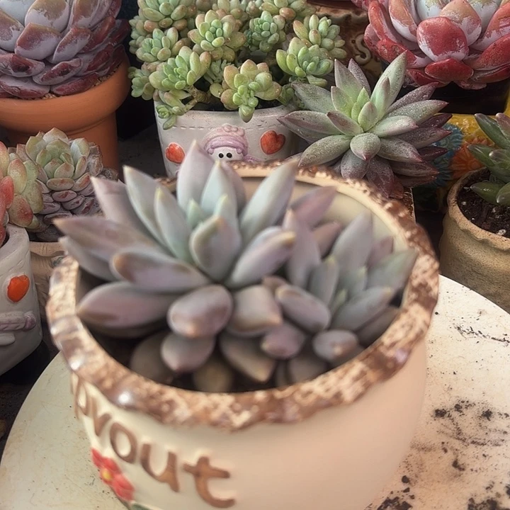哥特多肉植物带盆