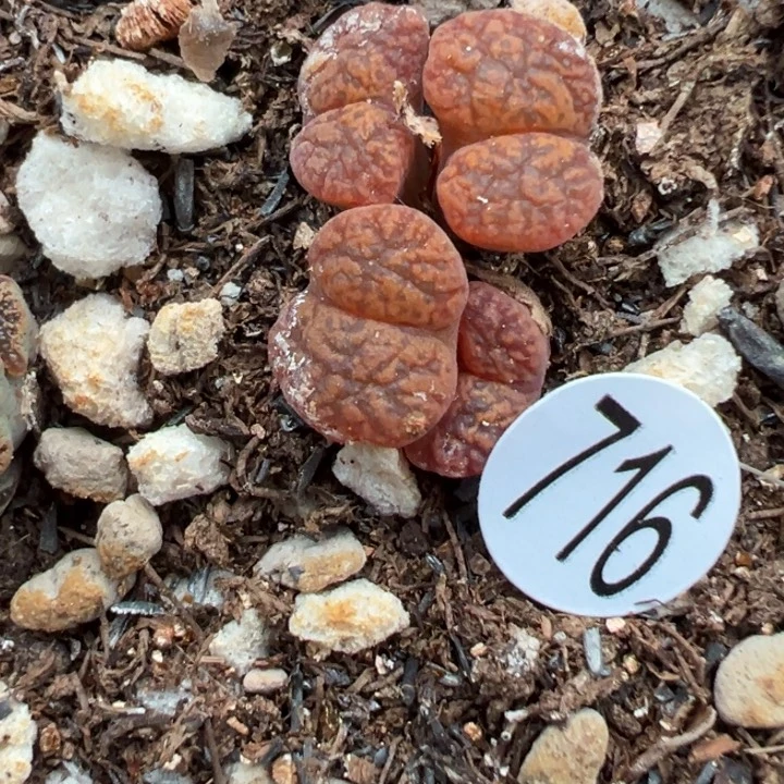 716号根短1111111111