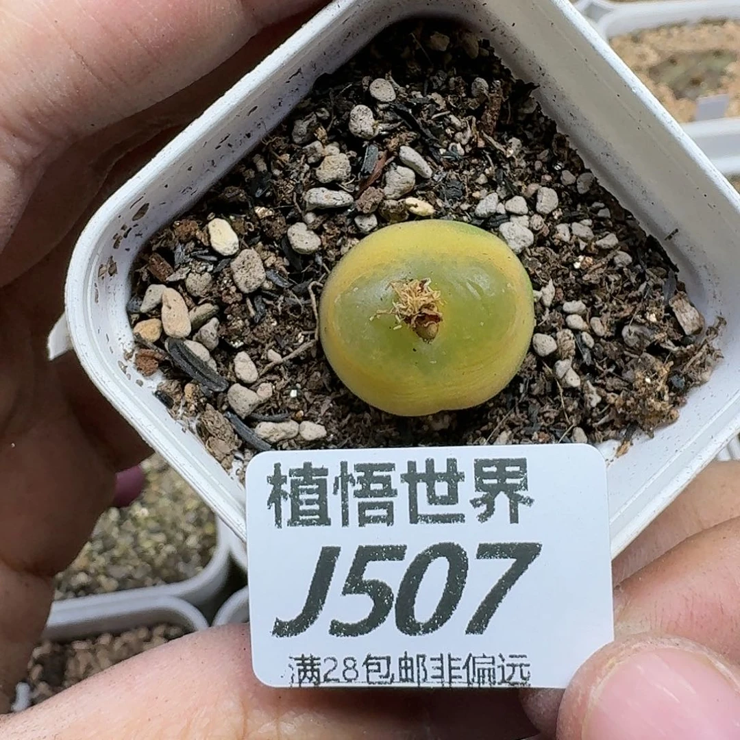 多肉植物的润泽fhh