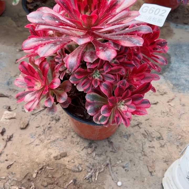 602美杜莎多肉植物