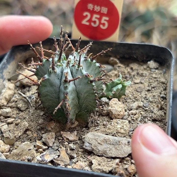 实生双头强刺白衣魁伟玉一棵仙人球