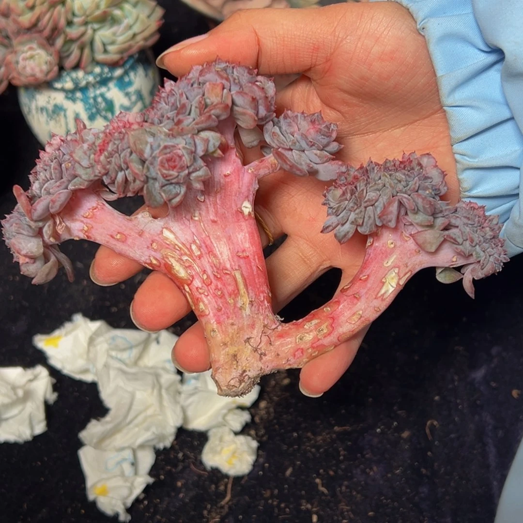 水蜜桃 水蜜桃 水蜜桃