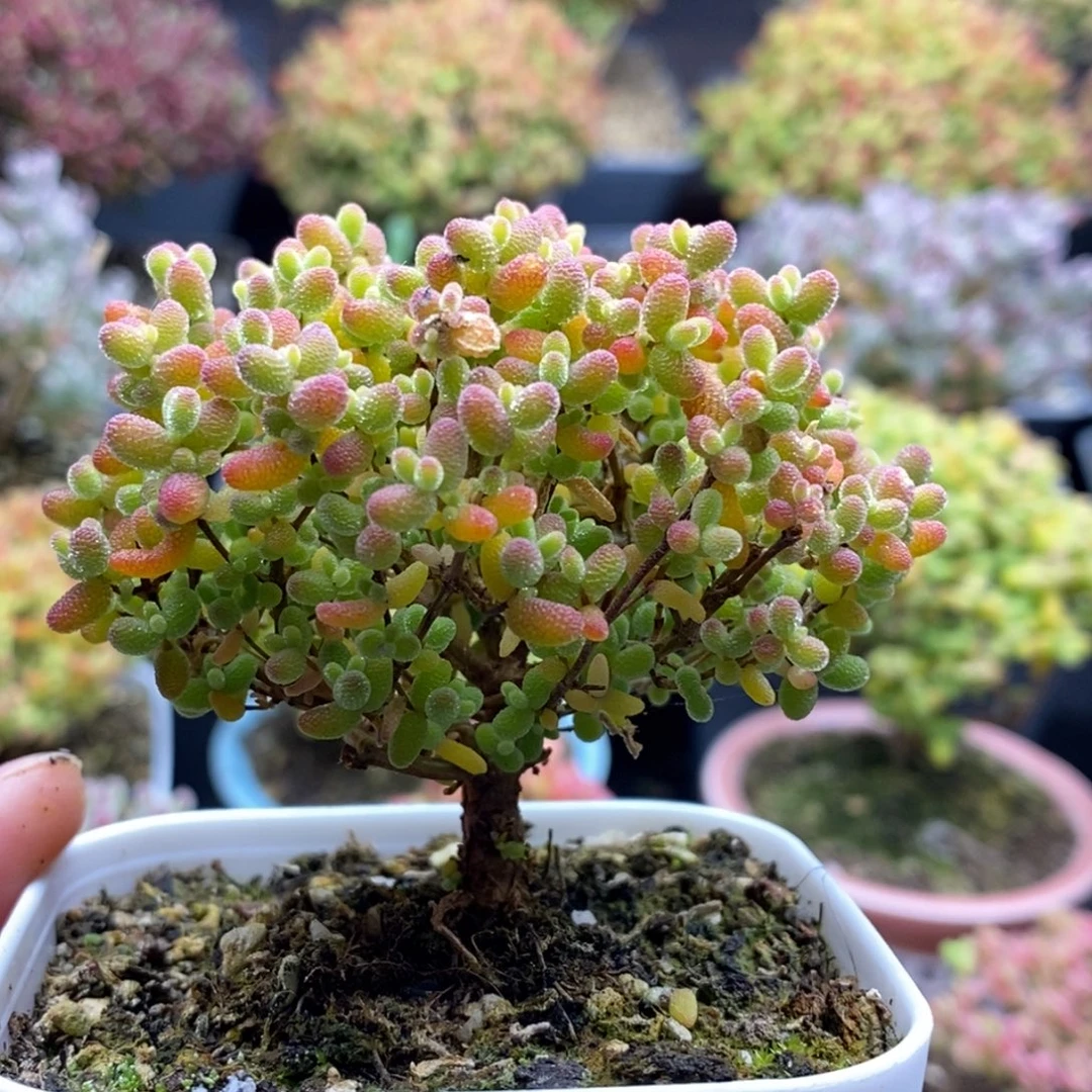 241蜜橘糖球 。