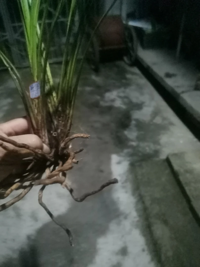 品种，秋芝，红芽，红脚形草。