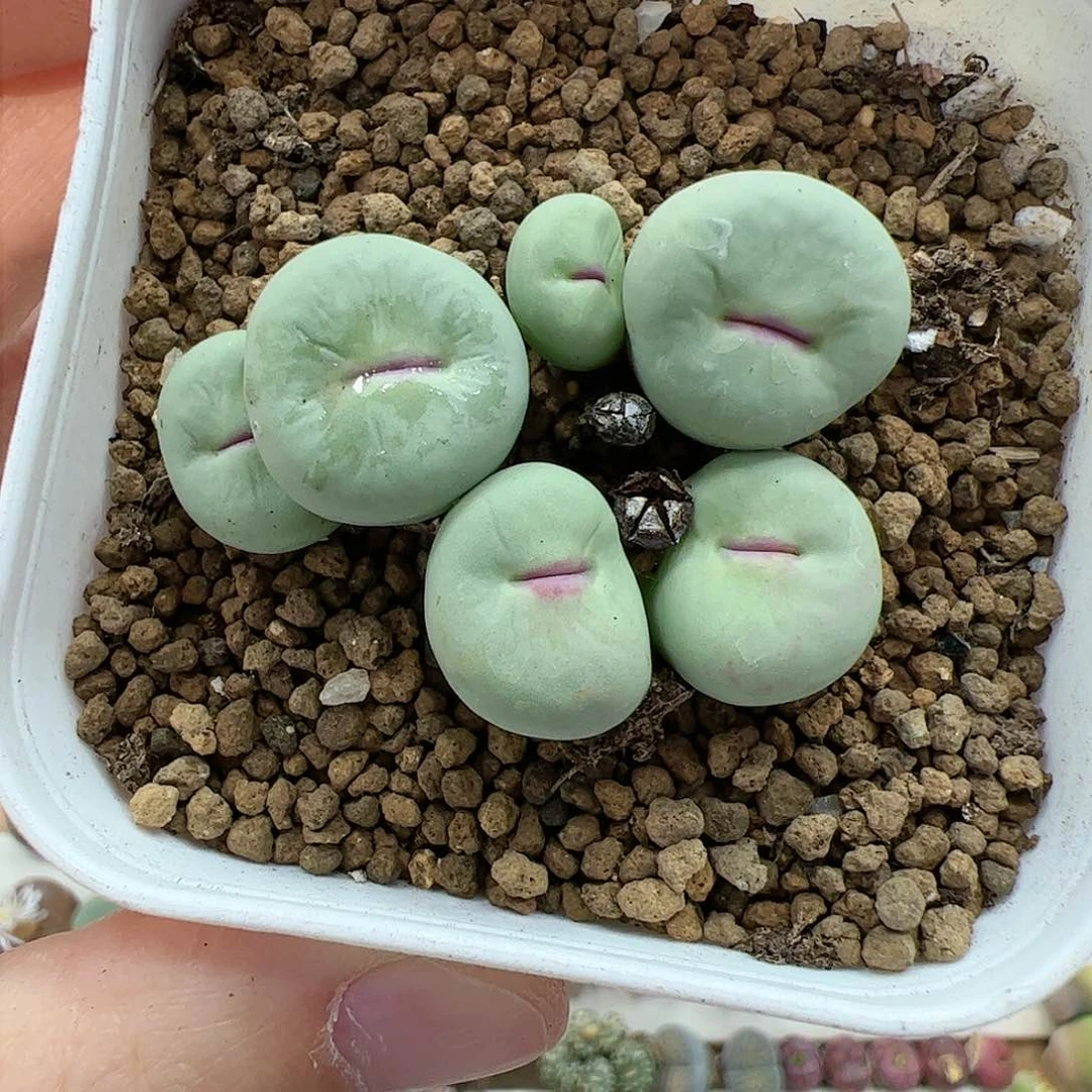 【闪购商品】257 红嘴群生