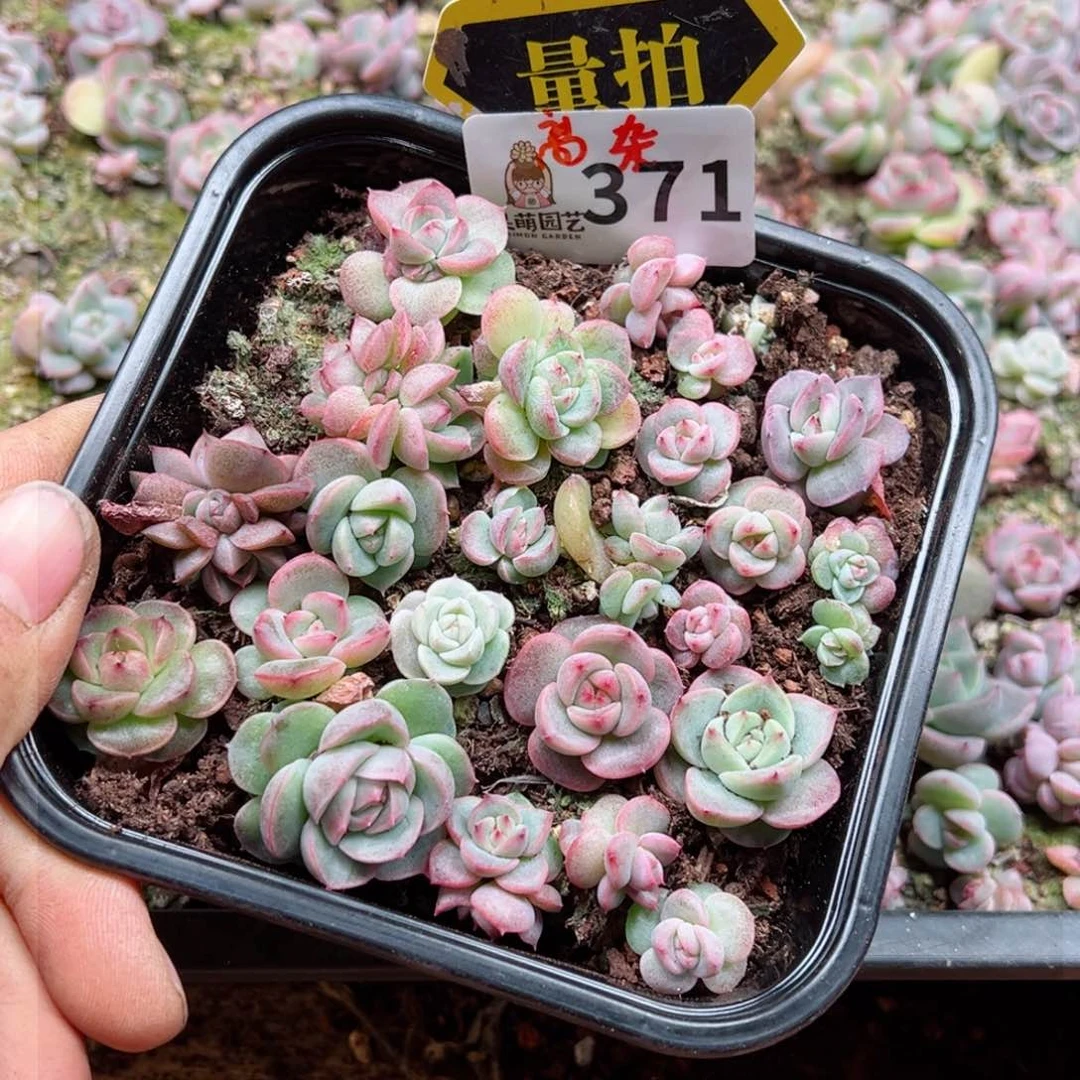 多肉植物多肉植物