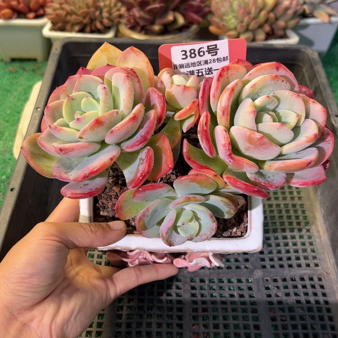 表妹精品多肉植物386: