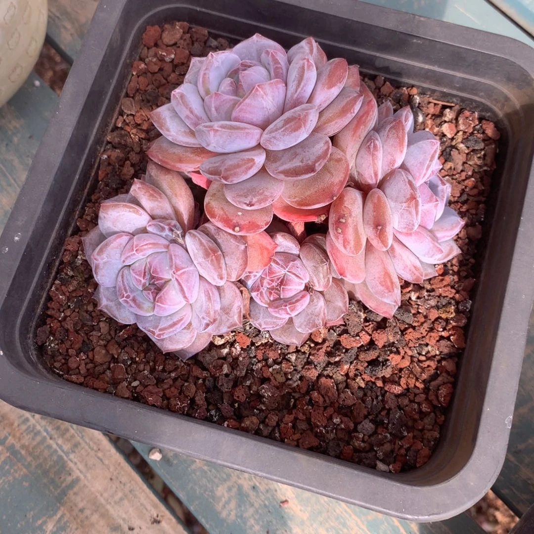 无花朵5头哈哈哈哈哈哈哈哈