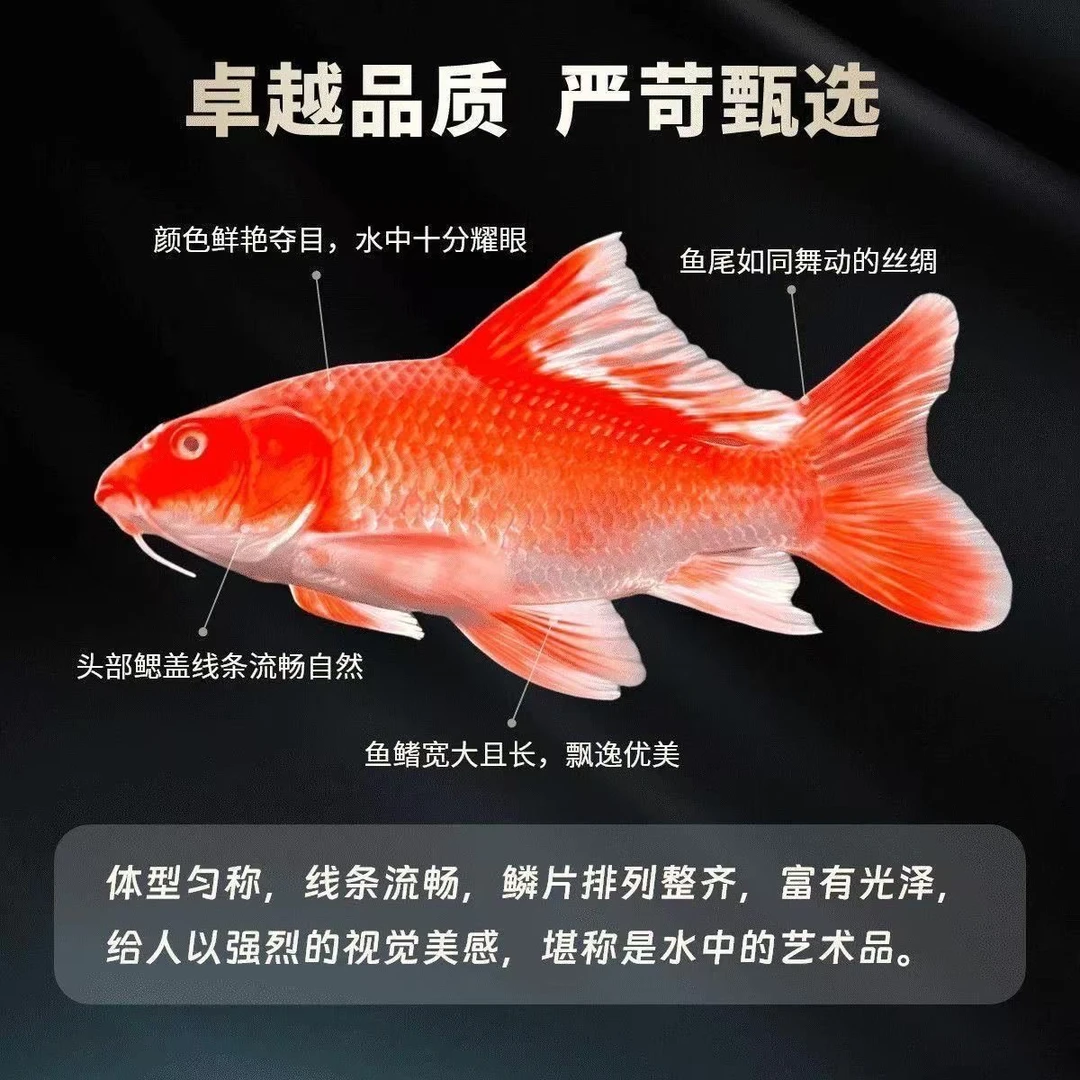 红色蝴蝶鲤熊猫大鳍大尾观赏鱼好养耐活冷水鱼宠物鱼