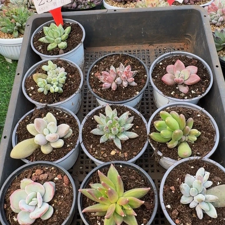 2586多肉植物一物一拍