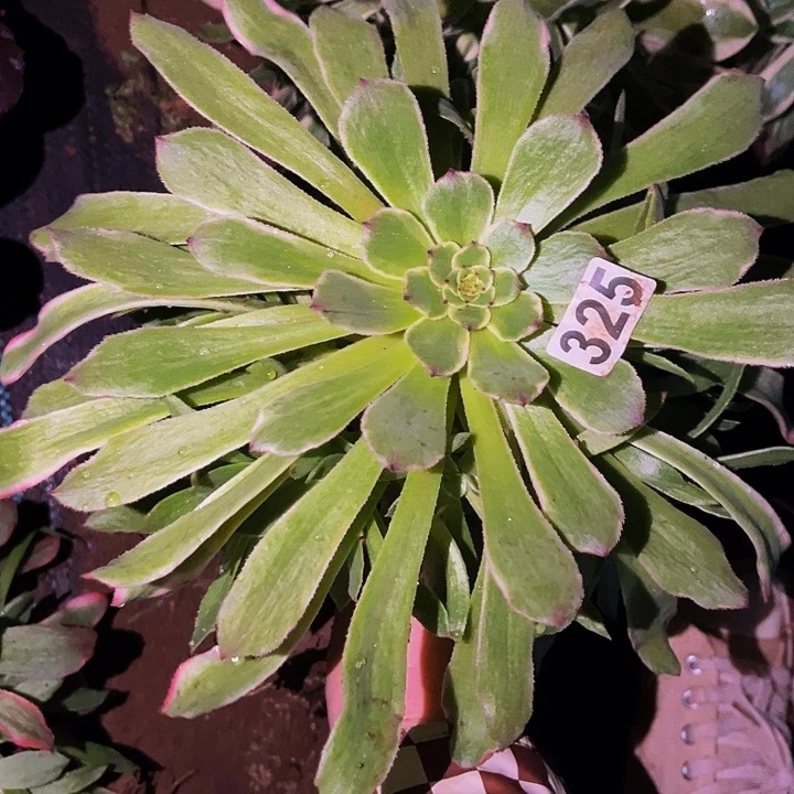 325粉火烧云多肉植物处理不售后