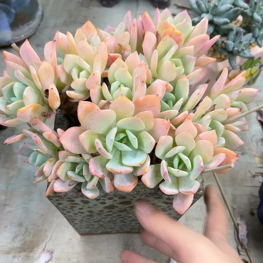 美人杂48 零零多肉植物