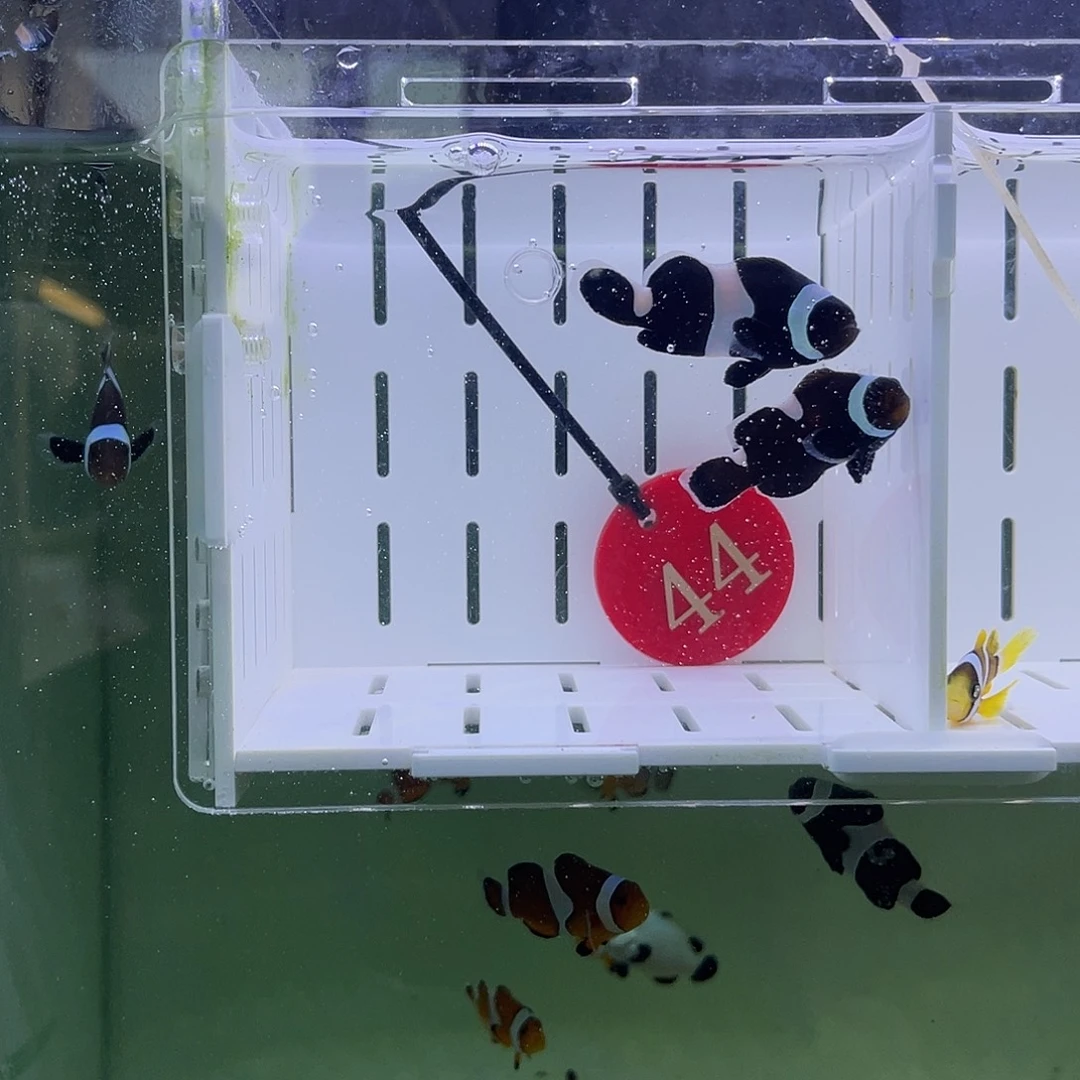 海水鱼短文奥黑小丑