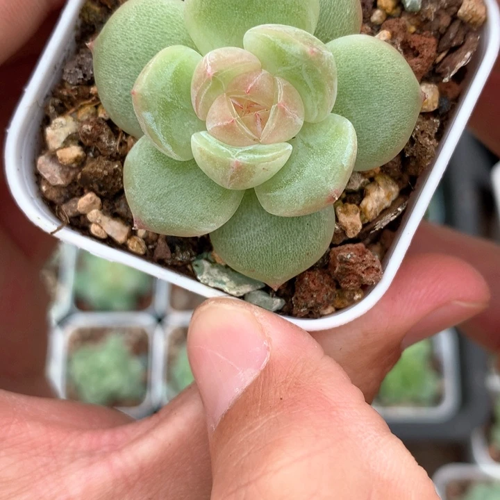 宽叶粉心一颗。  28号