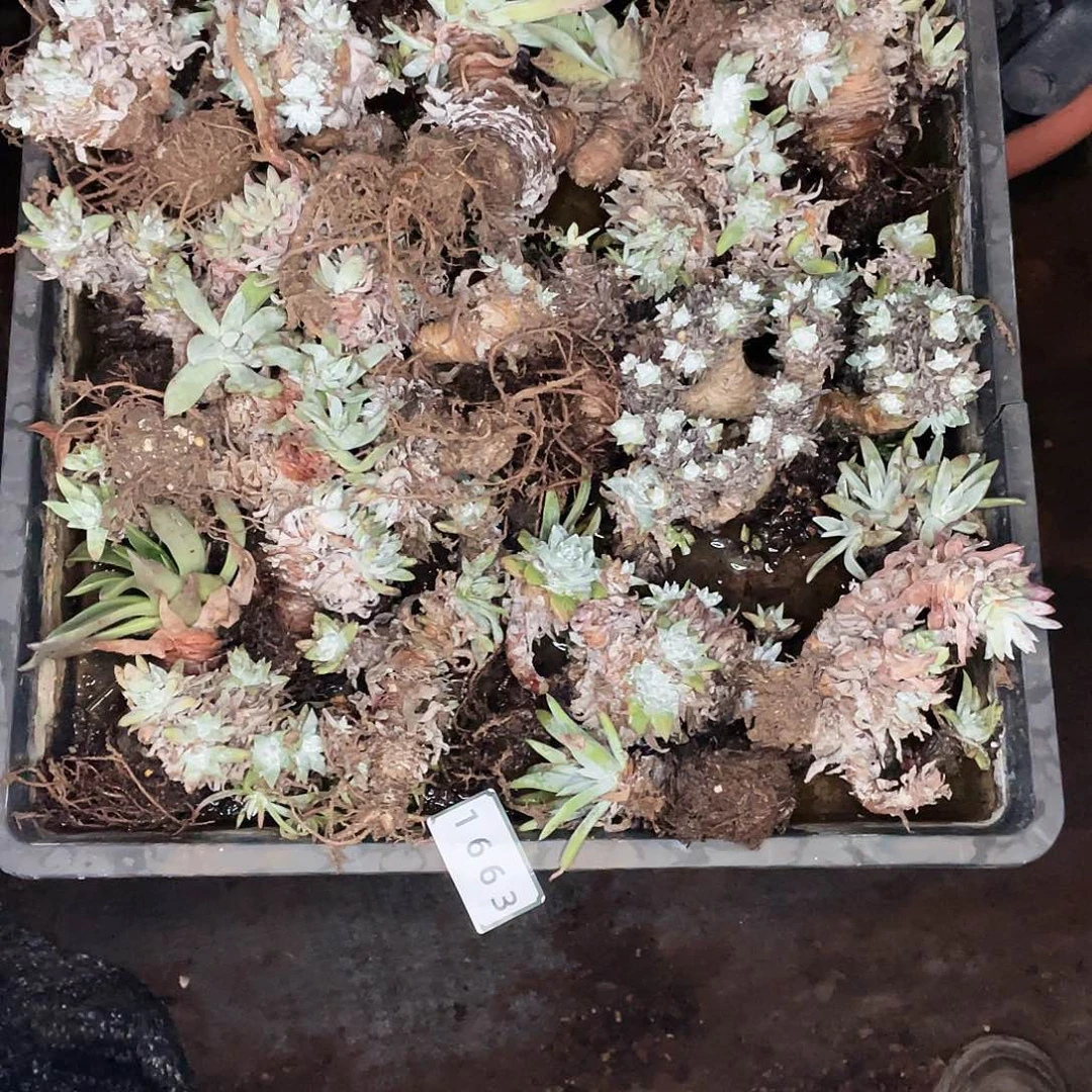 Z*Z瑕疵特价不售后1663