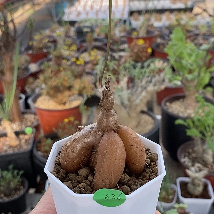 626紫花厚敦菊一一一一一一一一一