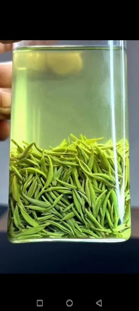 (明前精品小米芽)信阳毛尖土门高山老旱茶春茶