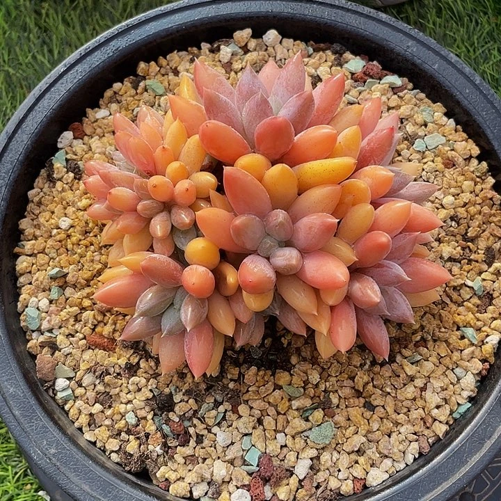 锦***花多肉植物、哥特缀群