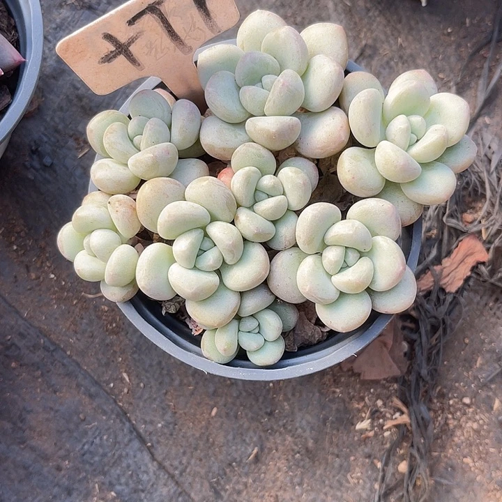 把***醒两单包邮，一物一拍，77