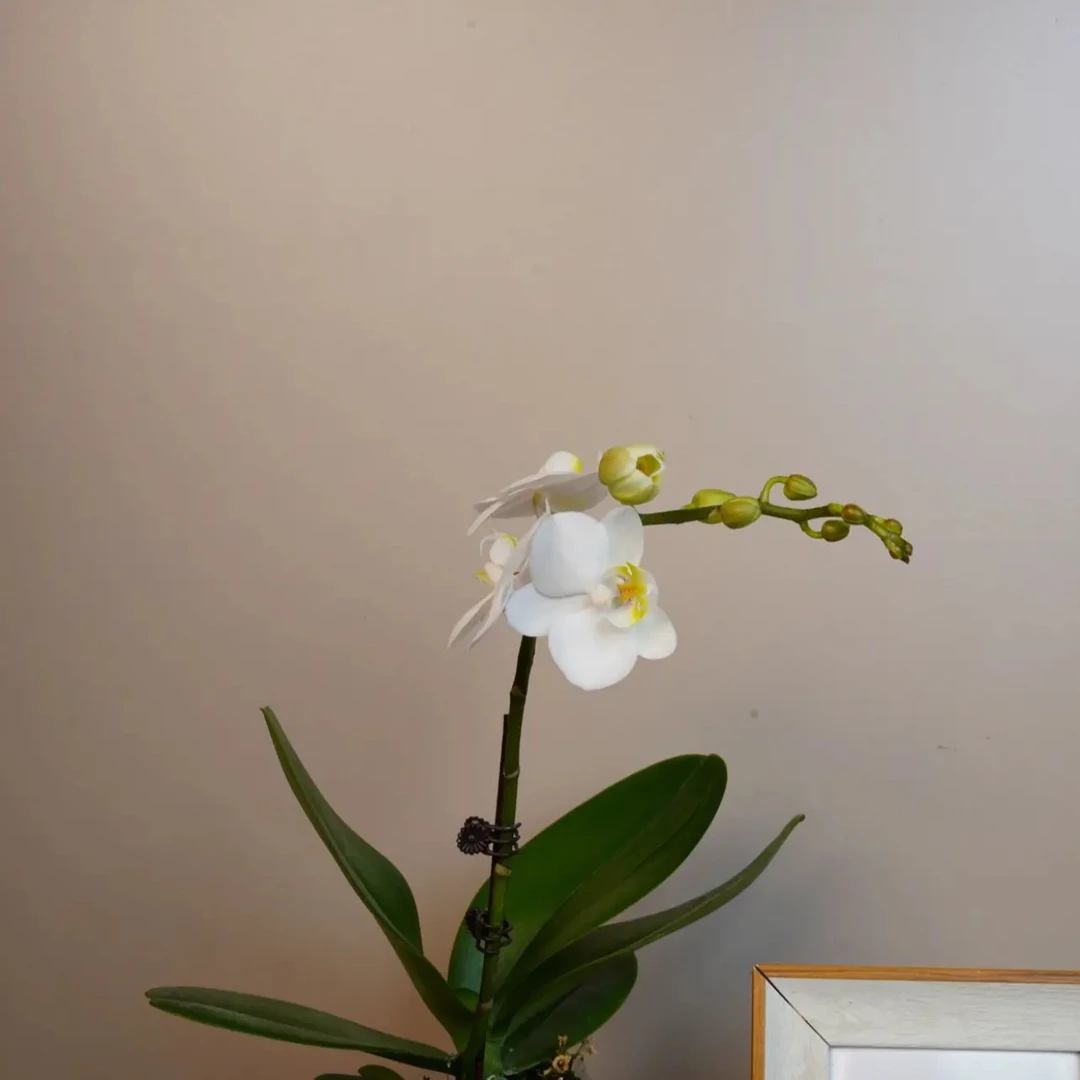 明兰花卉 蝴蝶兰 【小白兔】带花带花苞开花株发货
