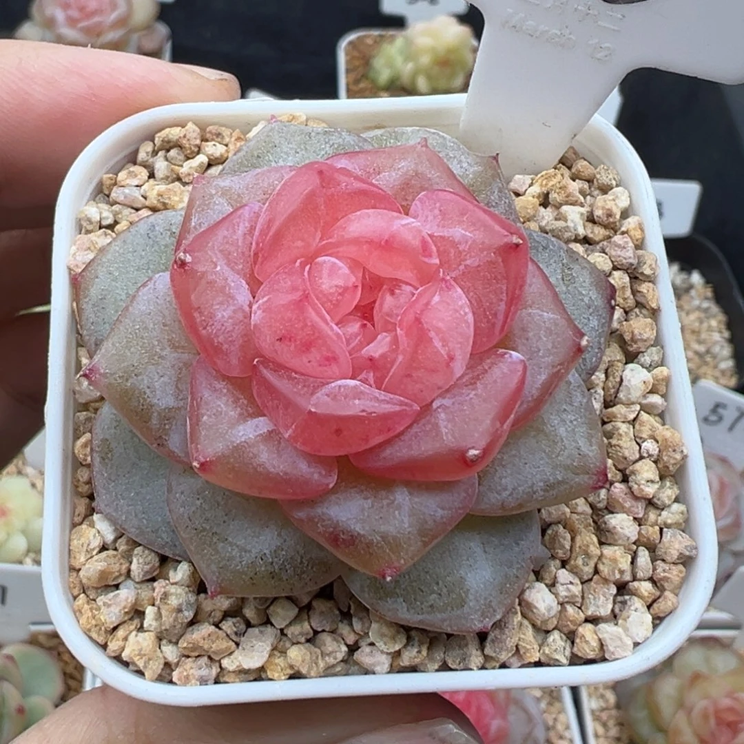 325号朗月有晒斑 晗雨