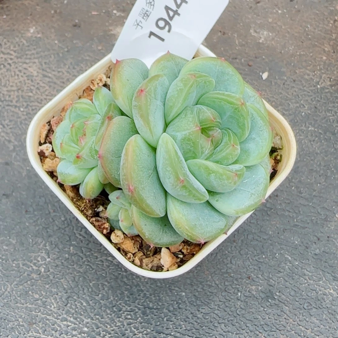甜心群，1944多肉植物