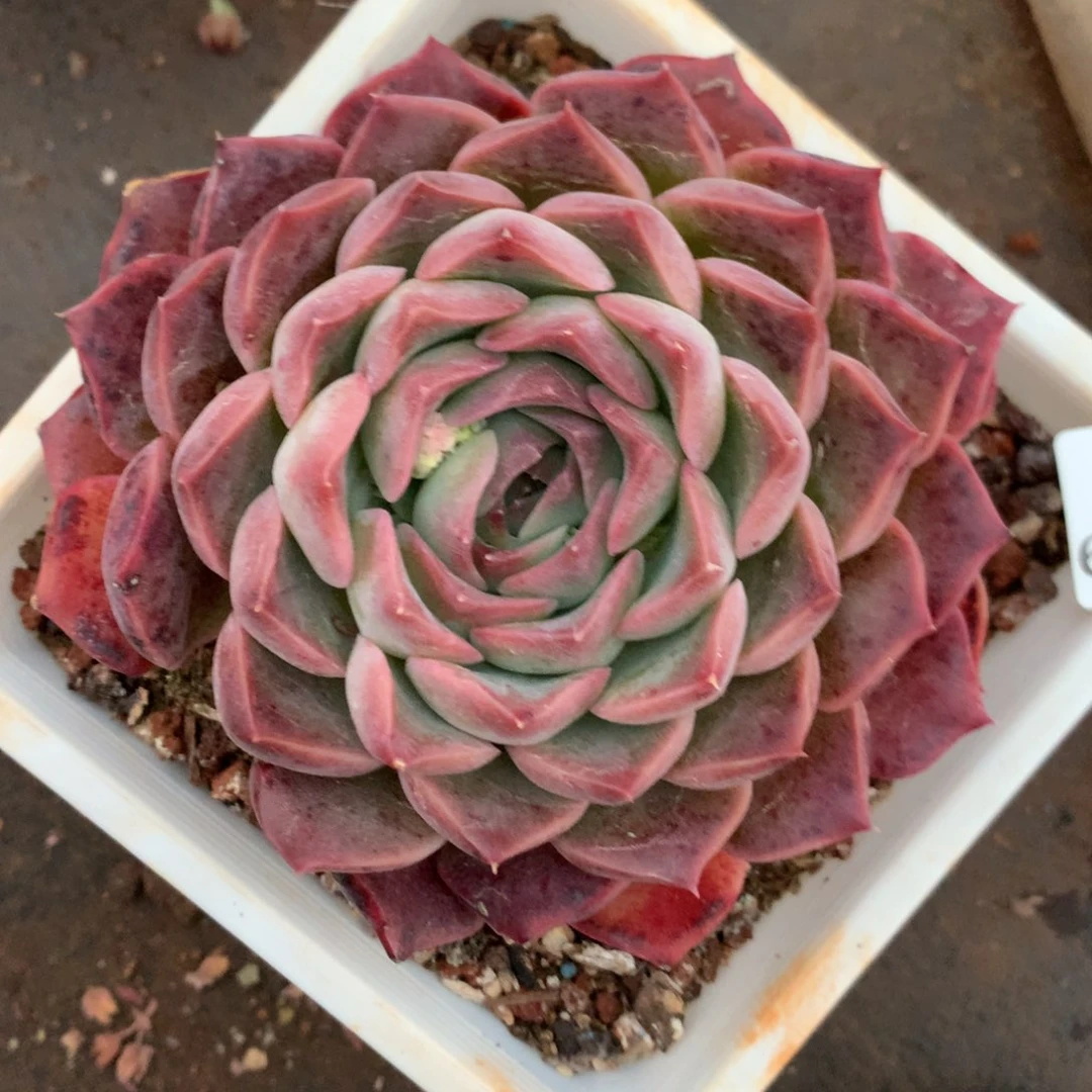 6346杂交精品基地11厘米