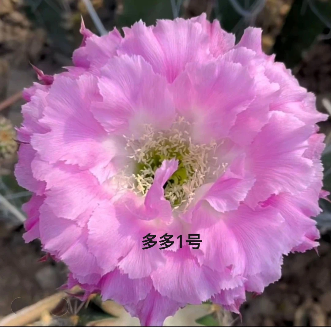 彩草多多一号无根侧芽 直径5㎝左右 满28米包邮非偏远