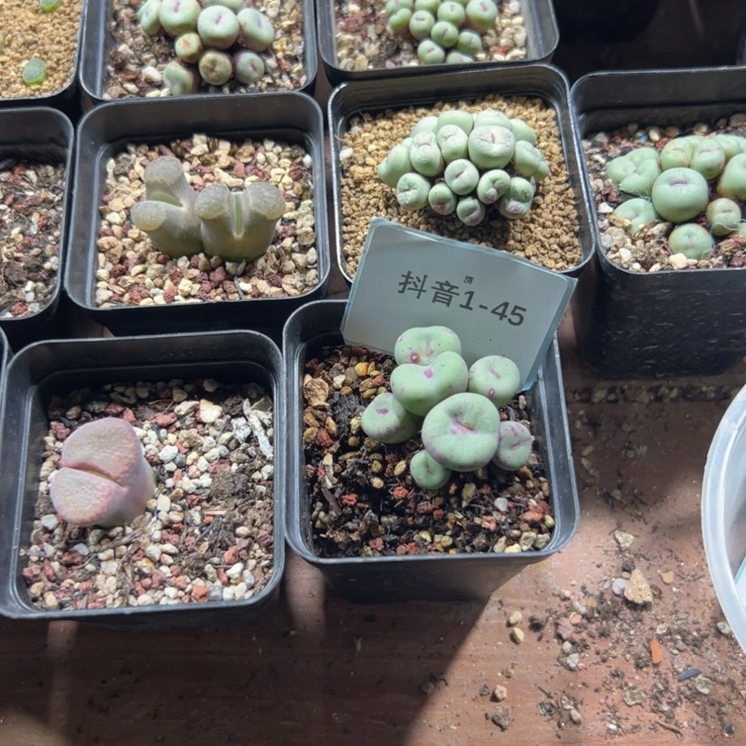 妖***妖1-45肉锥多肉植物