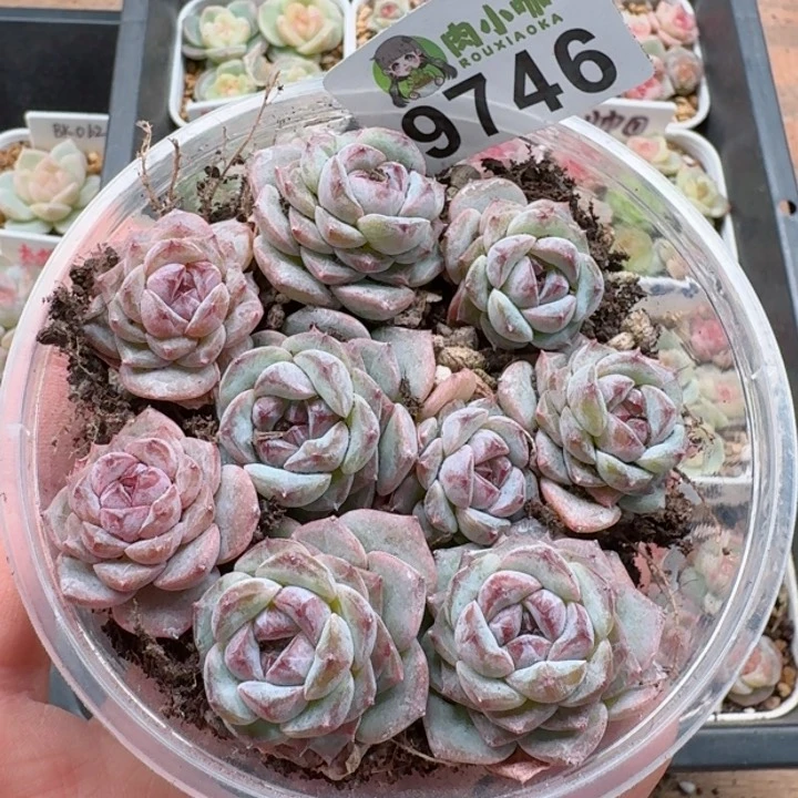 想多肉植物多肉植物