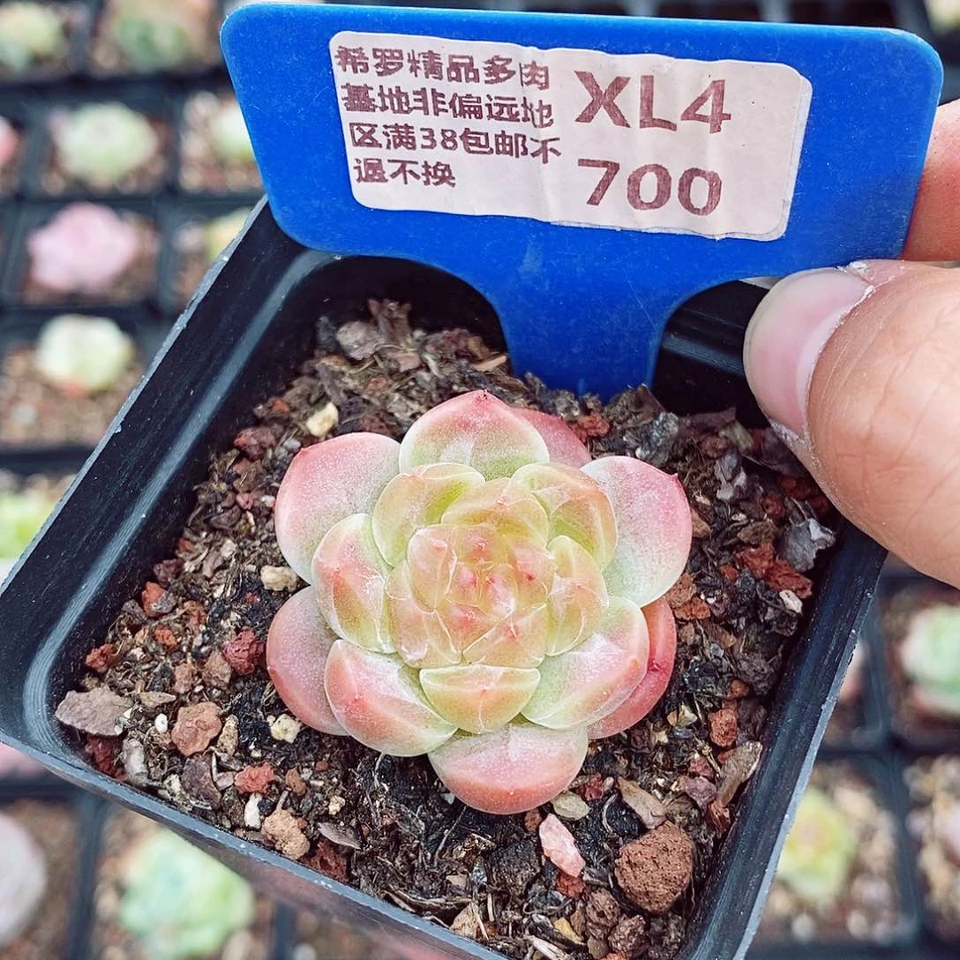 冰魄4cm多肉植物
