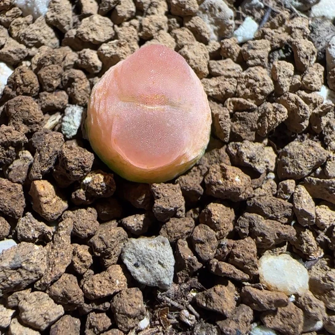 靓***丫肉锥多肉植物组合-