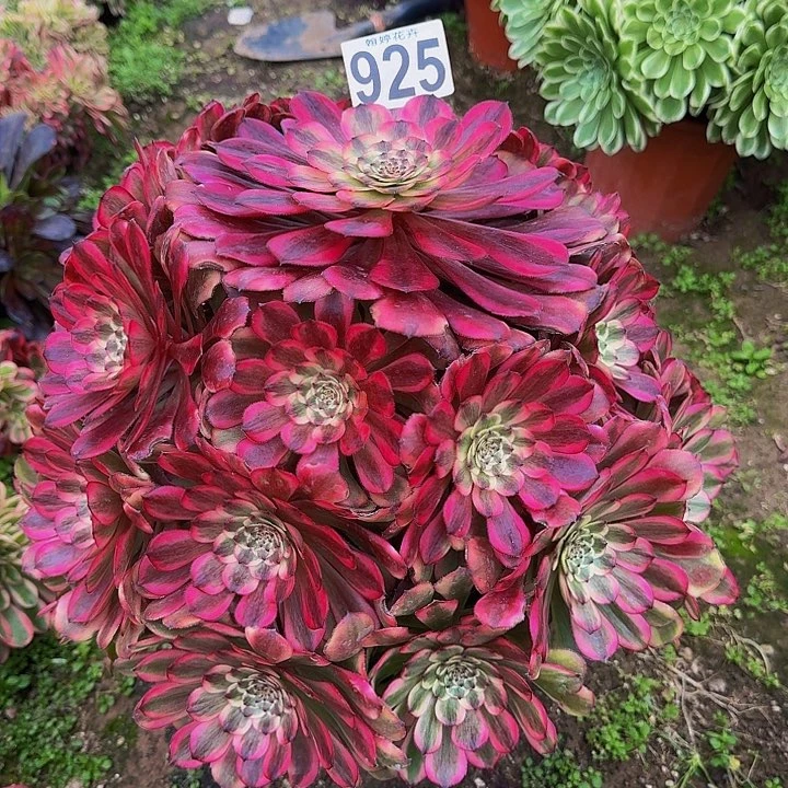 000000000000925月蝉