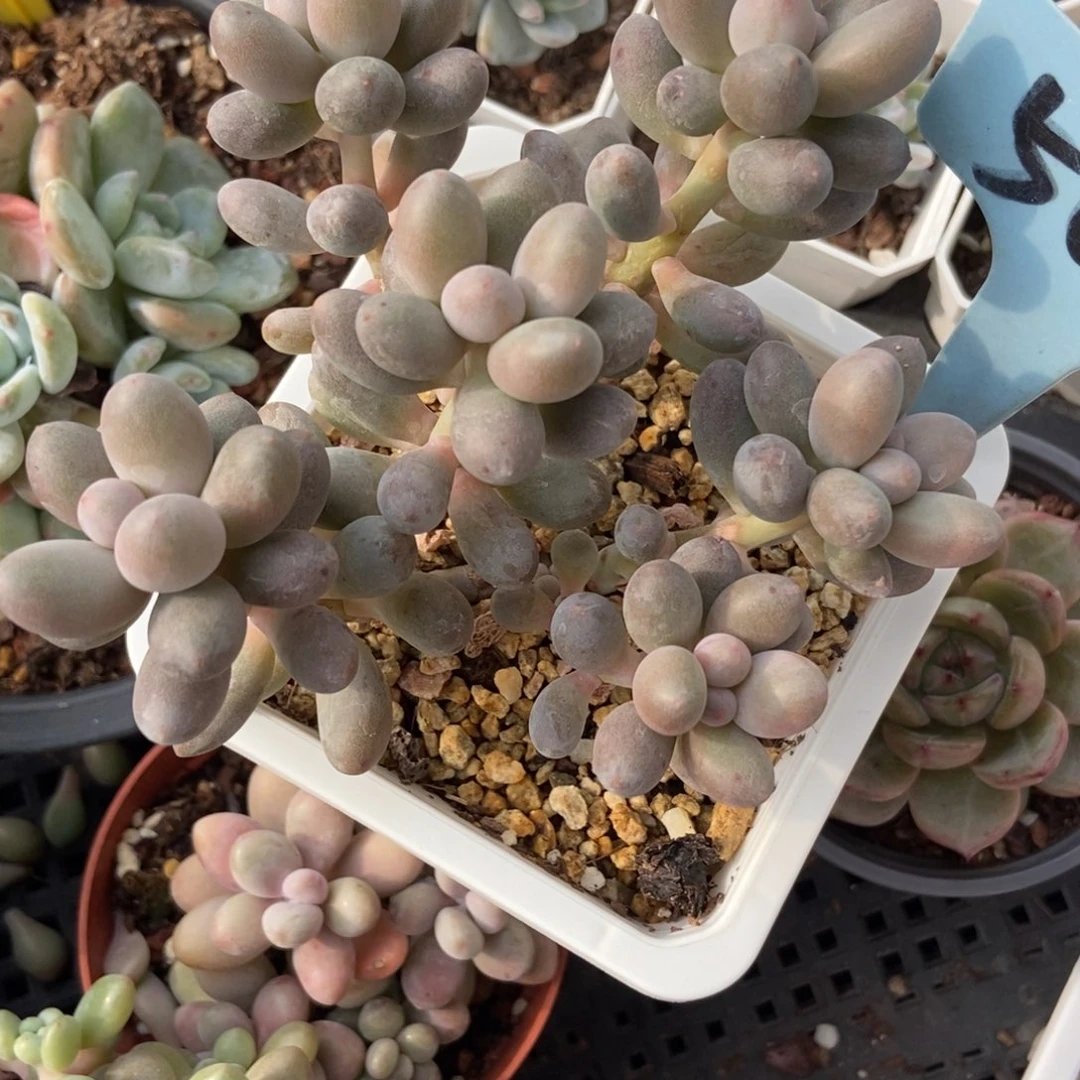 500樱花奶多肉植物