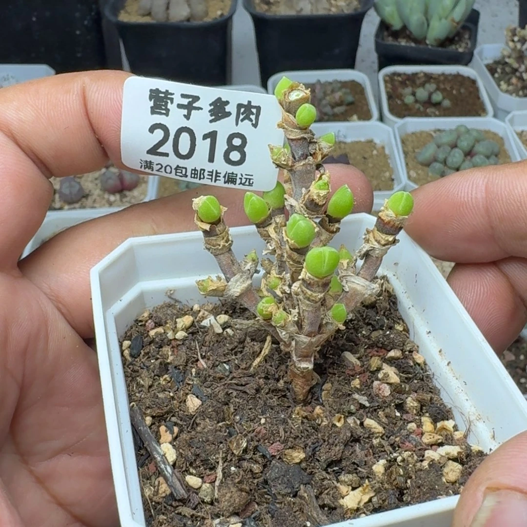 枝干短耳兔。