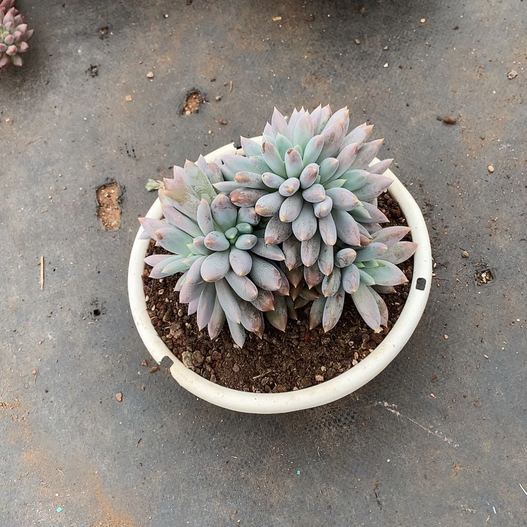 多肉植物多肉植物