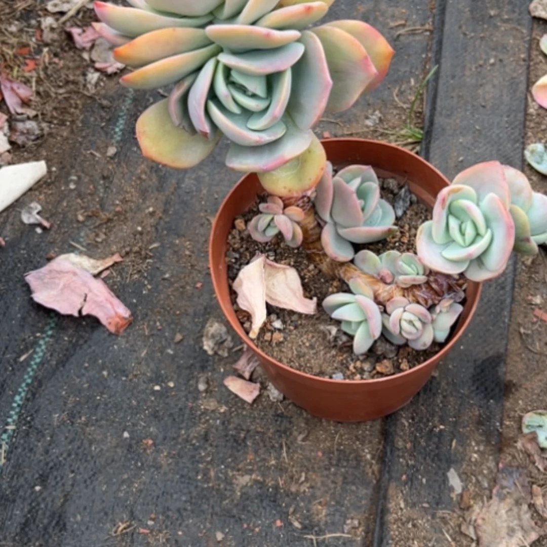 【闪购商品】大**风白凤