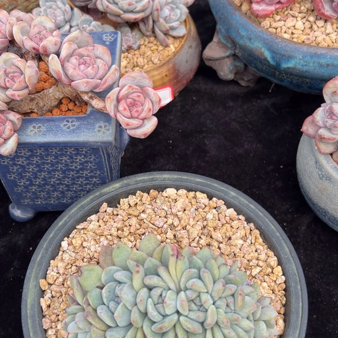 夯*夯新年快乐 新年快乐 新年快乐