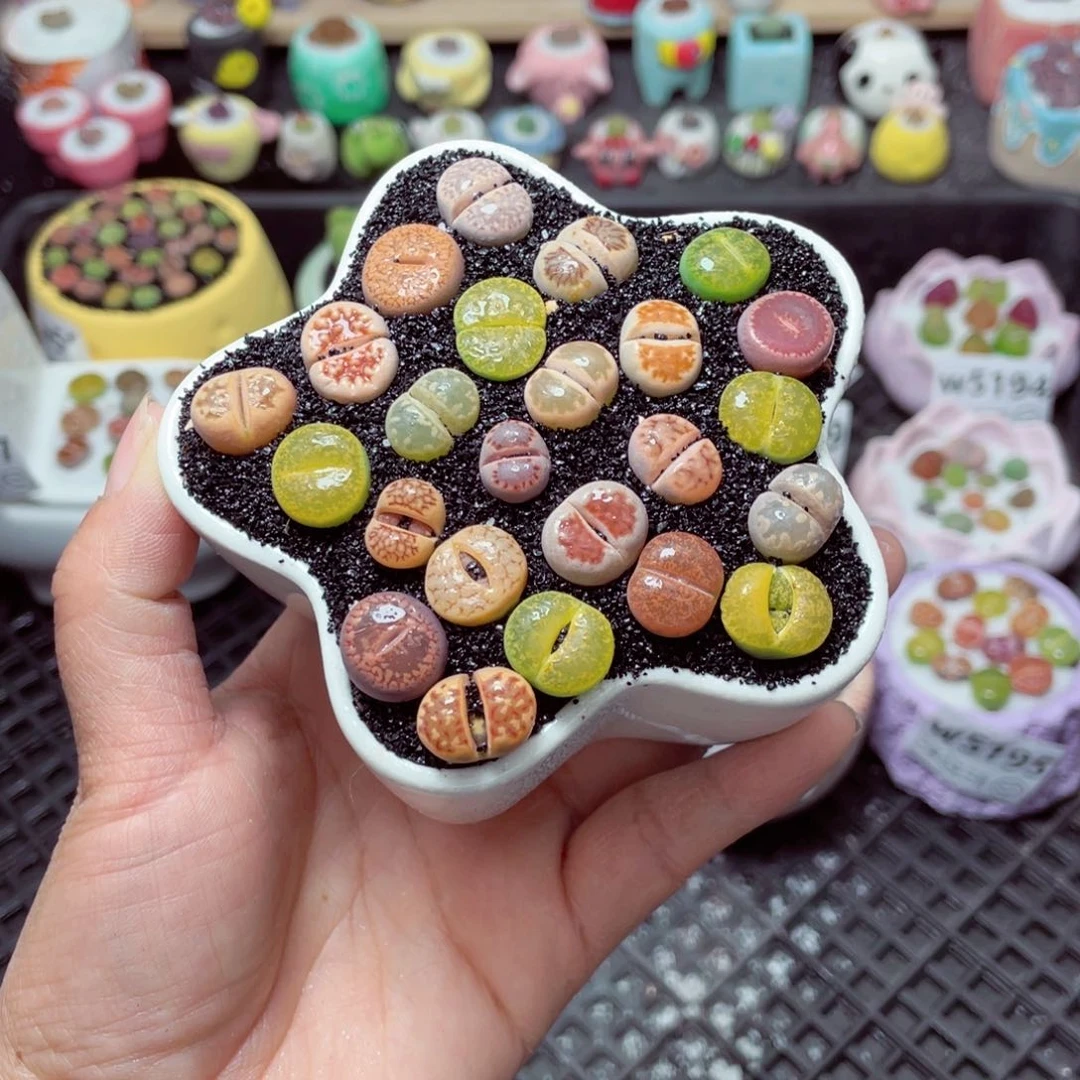 w5201 带盆土发货-零下地区拍保温箱