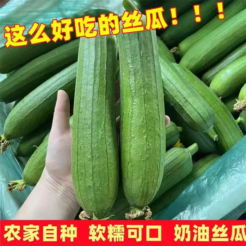 【现摘现发】精品应季丝瓜 本地新鲜奶油丝瓜 产地直发