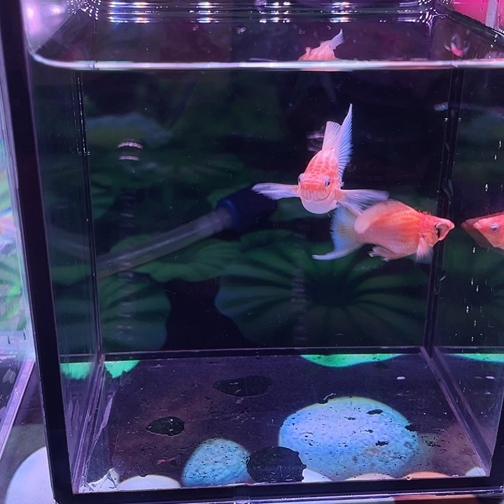 孔雀鱼黄金玛丽球压成一对