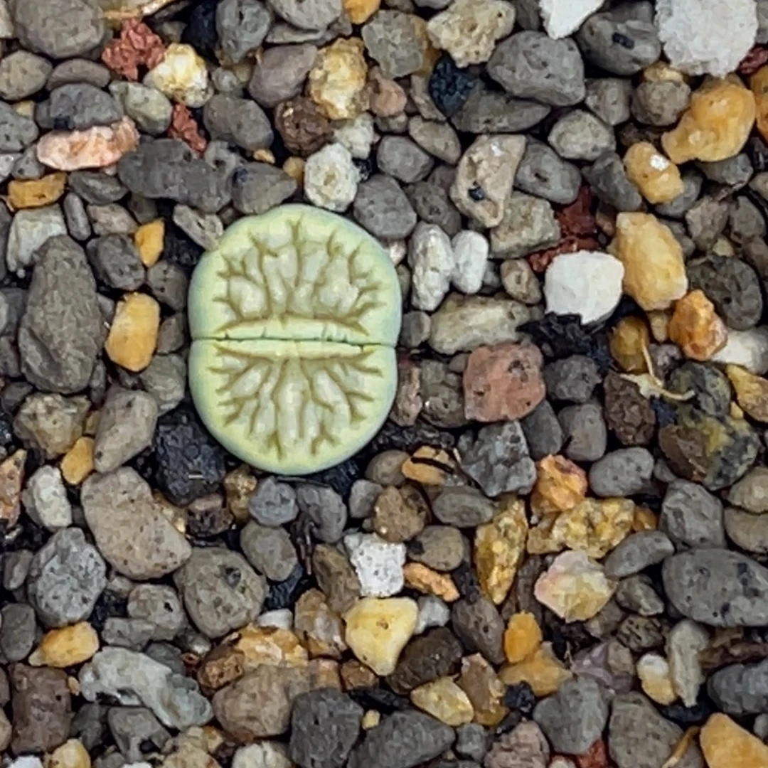 2710奶菊1尺寸1.2