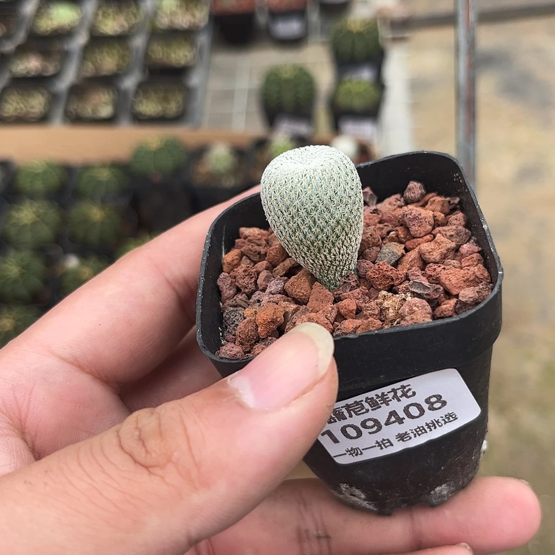 5****109408一物一拍单头发货