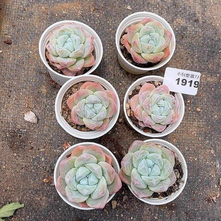 阿雅园艺。    1919冰玉小杯6颗