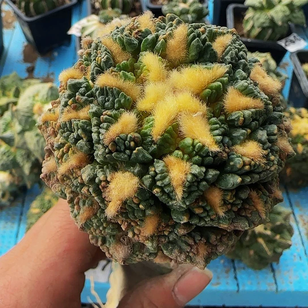 龟甲587仙人球开花