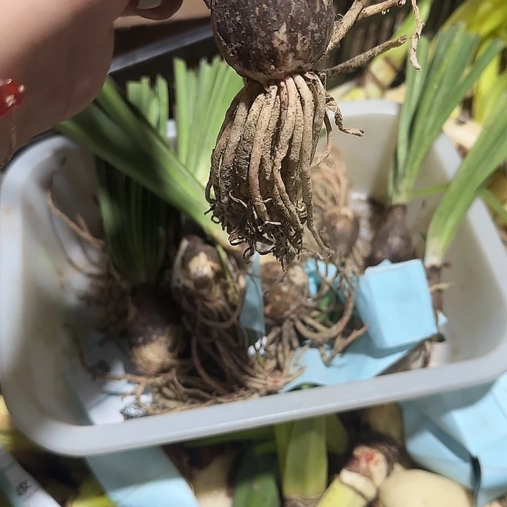 双绿3公分福利自然球