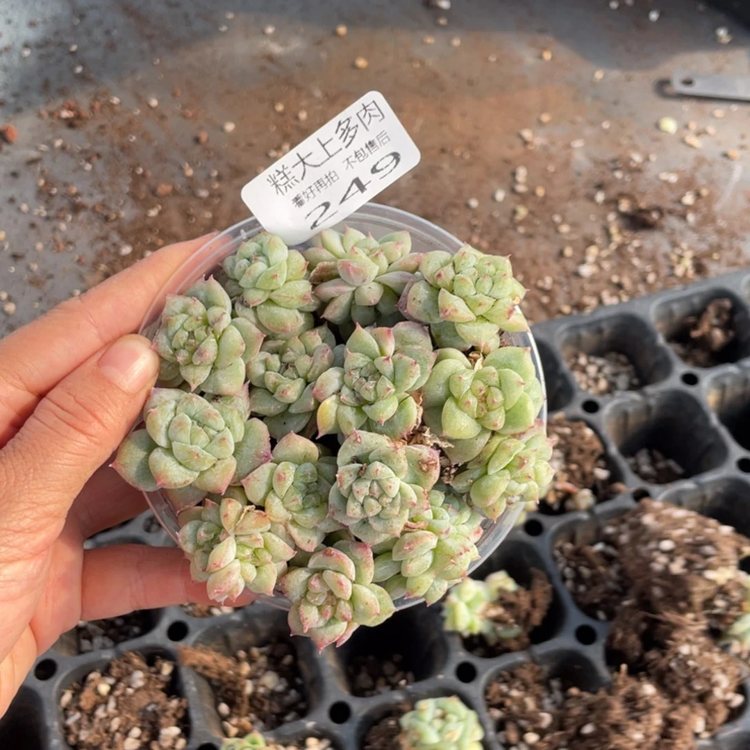 糕大上多肉植物249