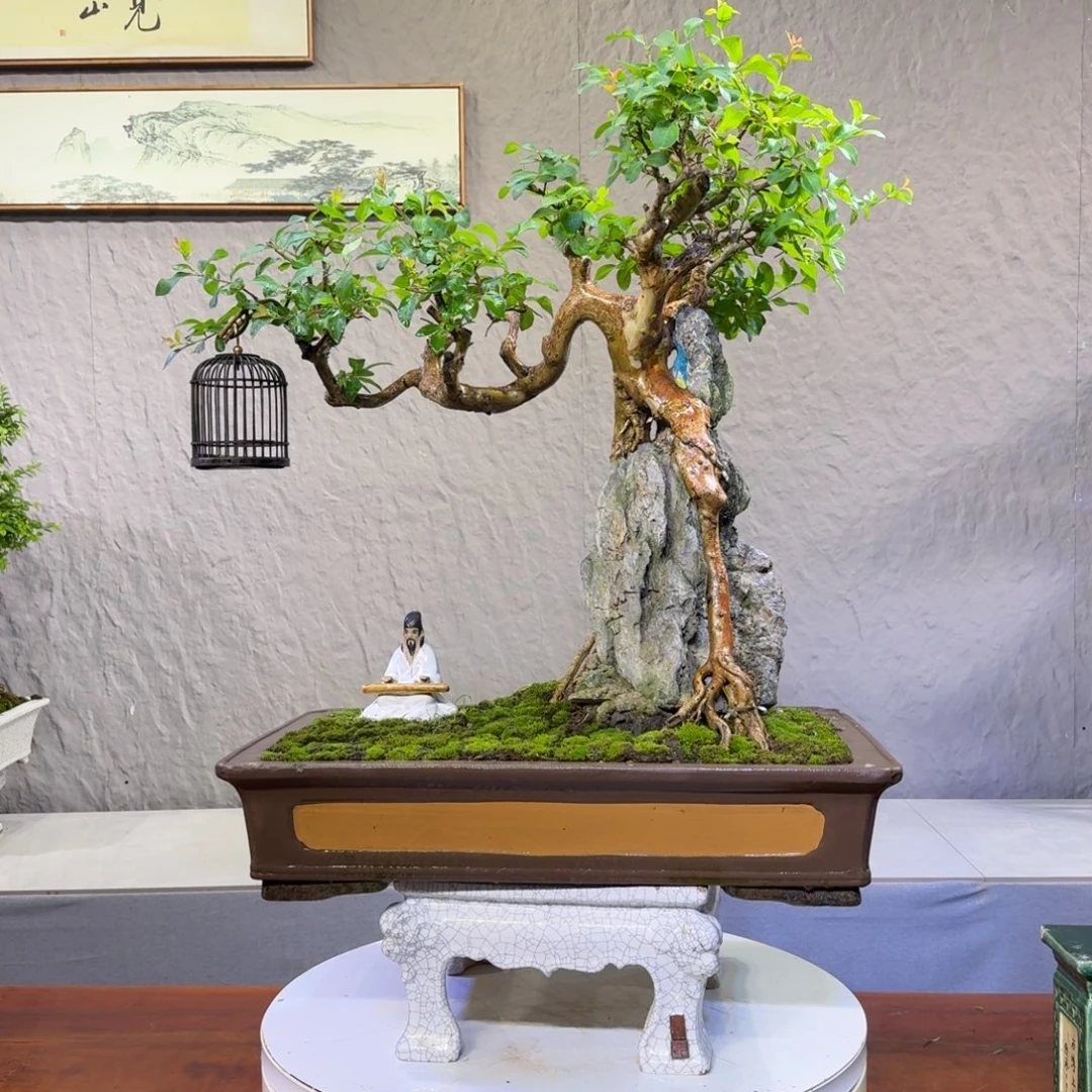 无花朵紫薇盆景紫薇盆景盆景